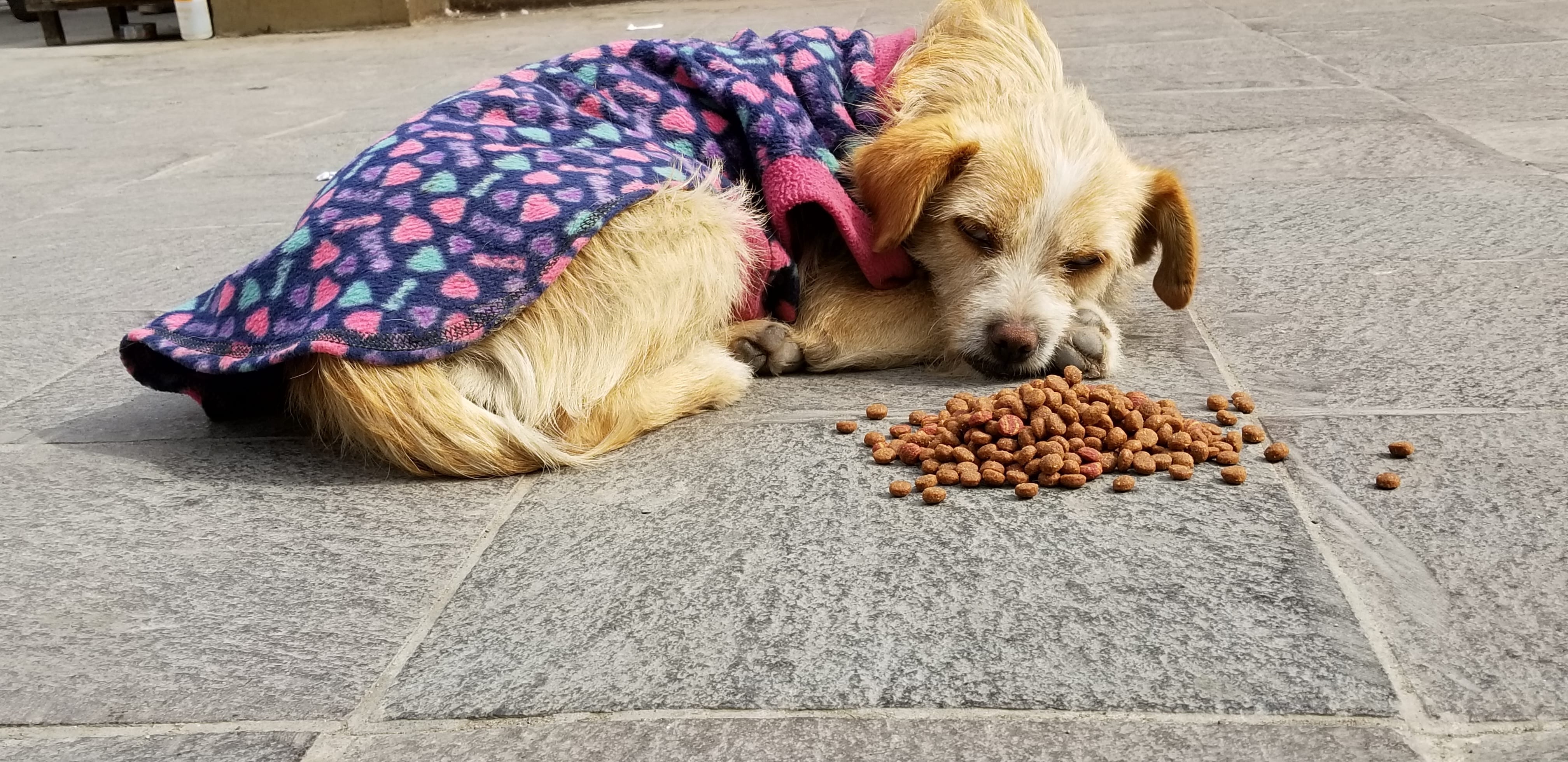 Homeless street doodle mix sleeping sound asleep. I placed a meal next to her for when she wakes up. Homeless street doodle mix sleeping sound asleep. I placed a meal next to her for when she wakes up.