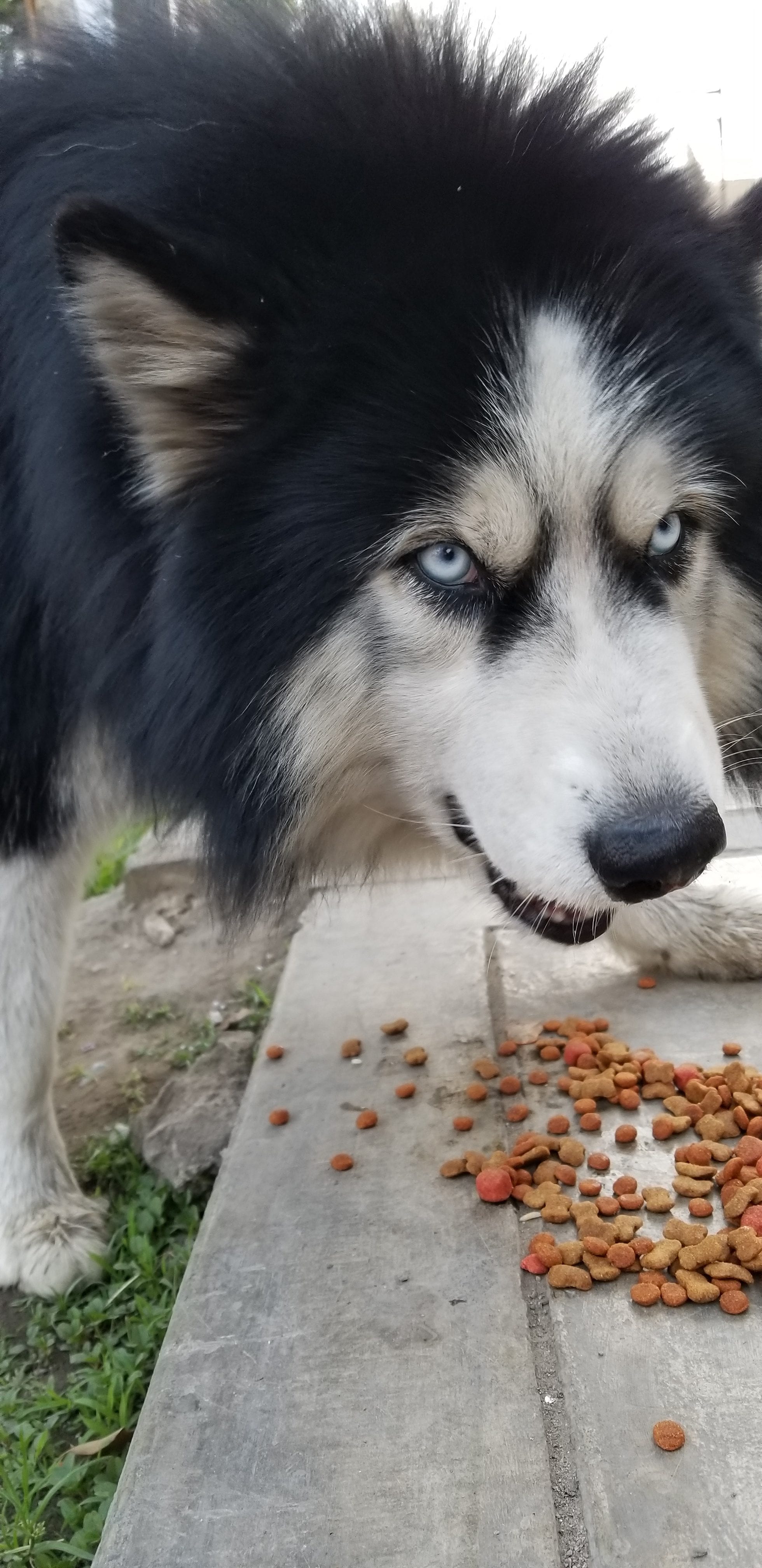 Homeless street dog husky mix was initially seen eating garbage. Ray whistled to him and gave him a meal. Homeless street dog husky mix was initially seen eating garbage. Ray whistled to him and gave him a meal.