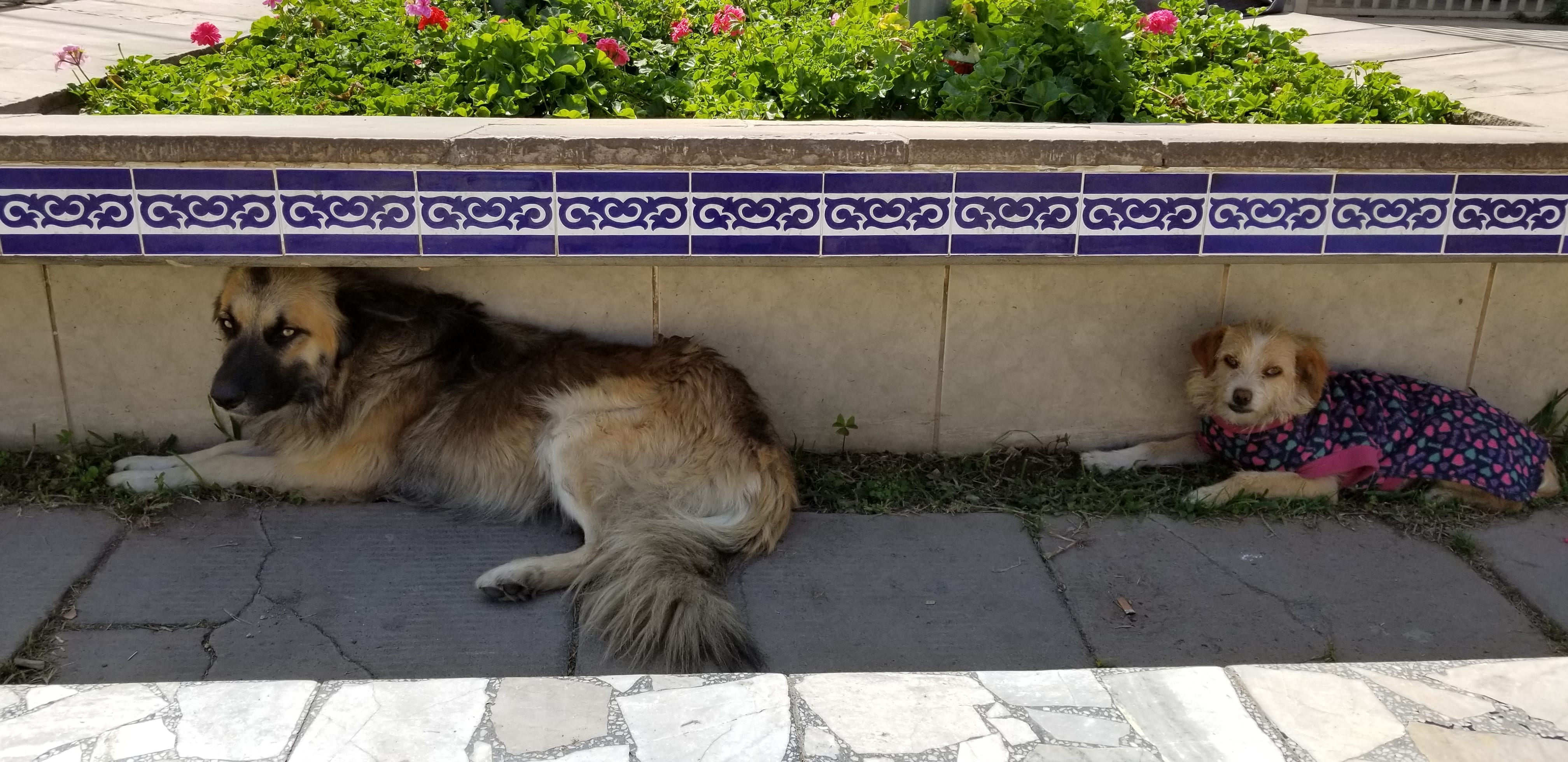 Homeless street dogs seeking refuge from sun and they cooled off in shade. Homeless street dogs seeking refuge from sun and they cooled off in shade.