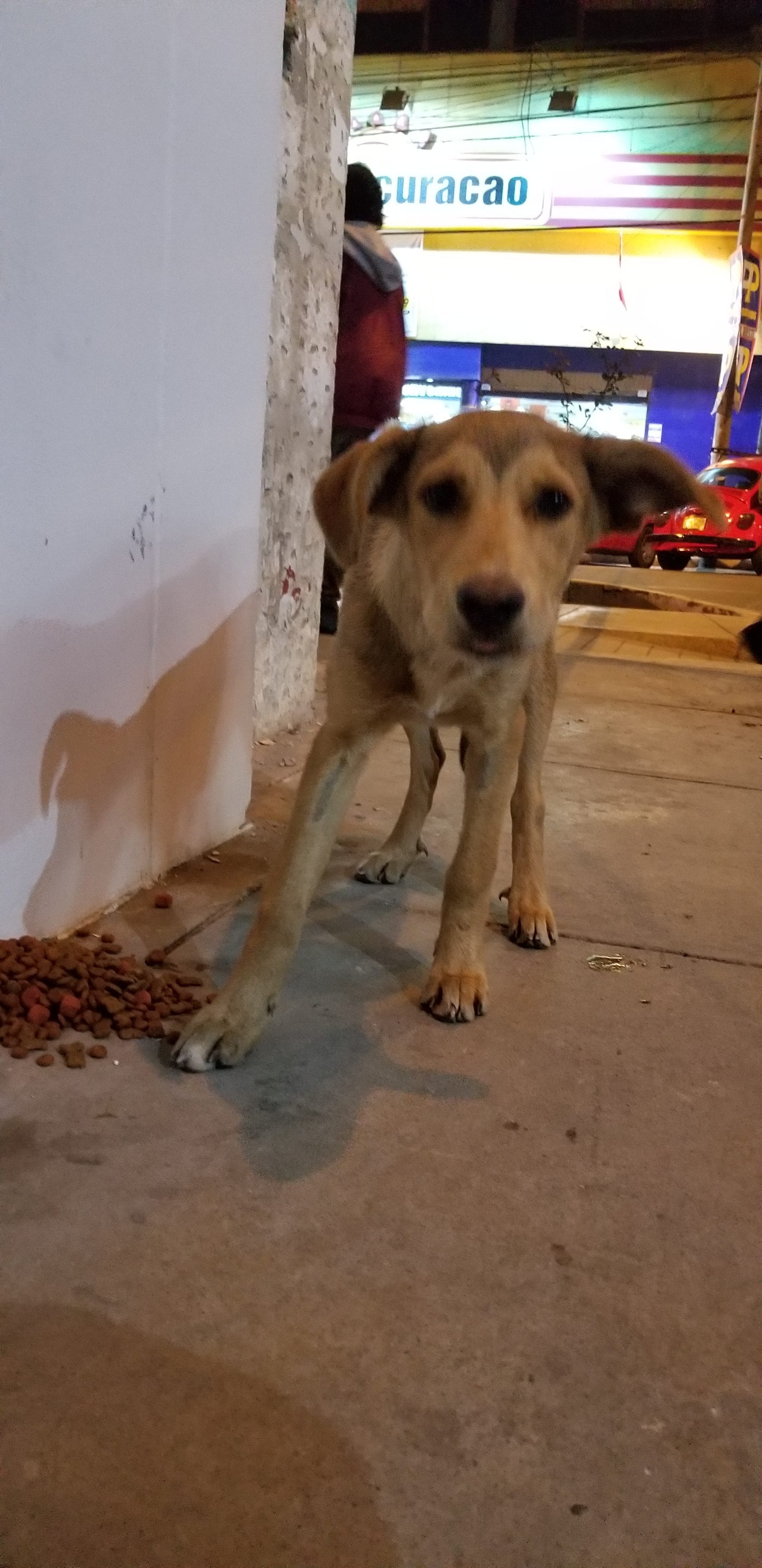 Ray provides young street dog a meal. Ray provides young street dog a meal.