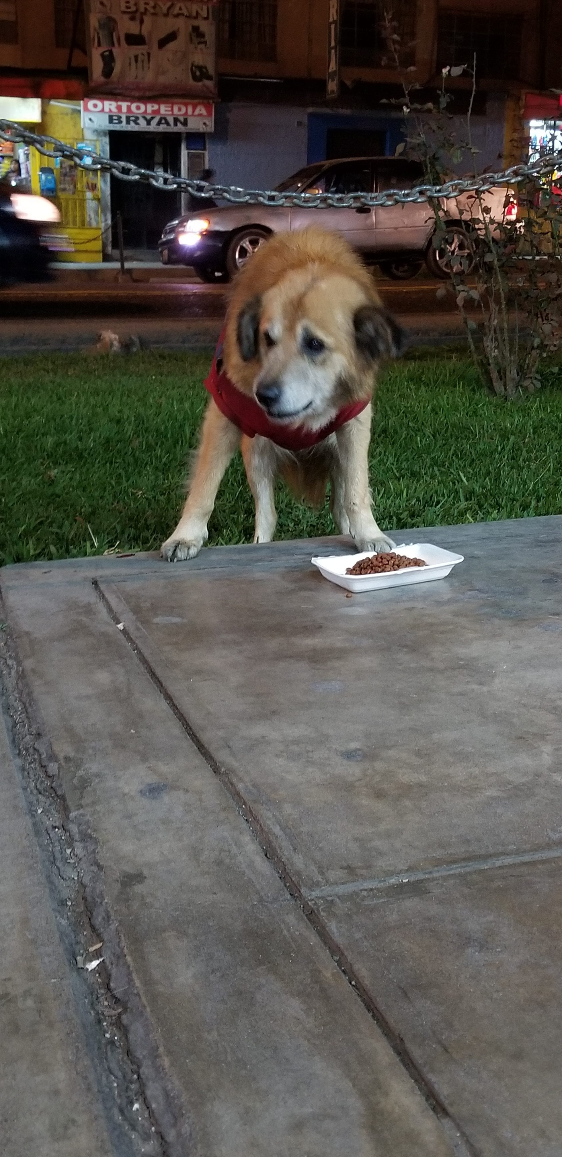 Ray provides older street dog who is wearing a red sweater a meal. dog was resting on a patch of grass. Ray provides older street dog who is wearing a red sweater a meal. dog was resting on a patch of grass.
