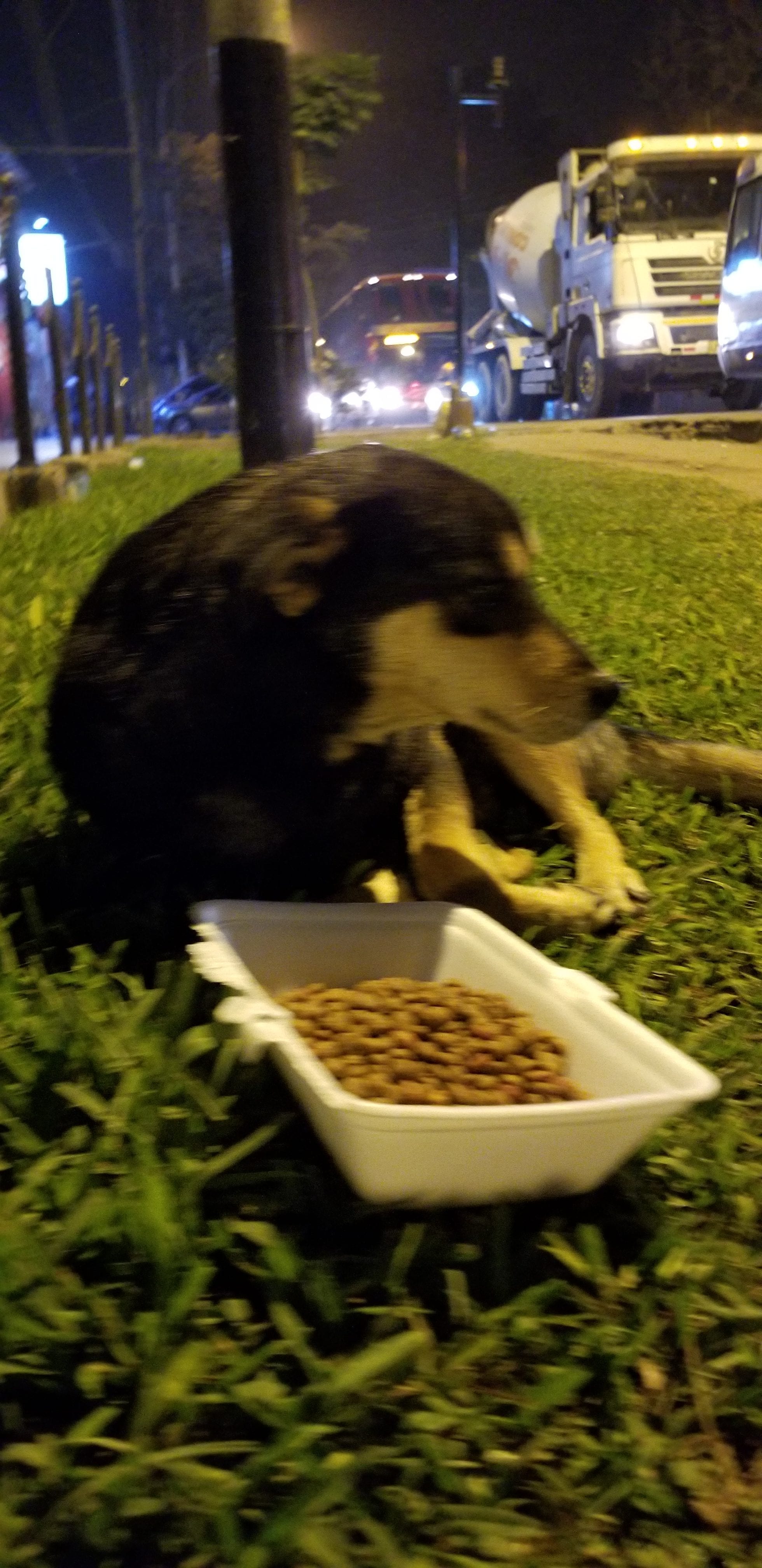 Ray provides homeless street dog a meal. the dogs lays in a patch of grass. Ray provides homeless street dog a meal. the dogs lays in a patch of grass.