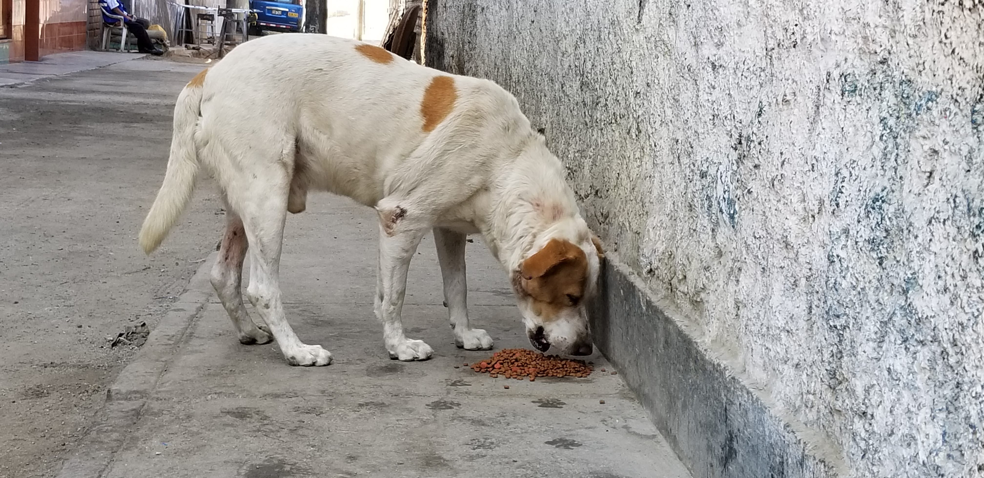 I am earning the trust of an abused homeless street dog. I lure him with food and water. than I walk away to give him space. After he eats he can approach me if he wants. I am earning the trust of an abused homeless street dog. I lure him with food and water. than I walk away to give him space. After he eats he can approach me if he wants.