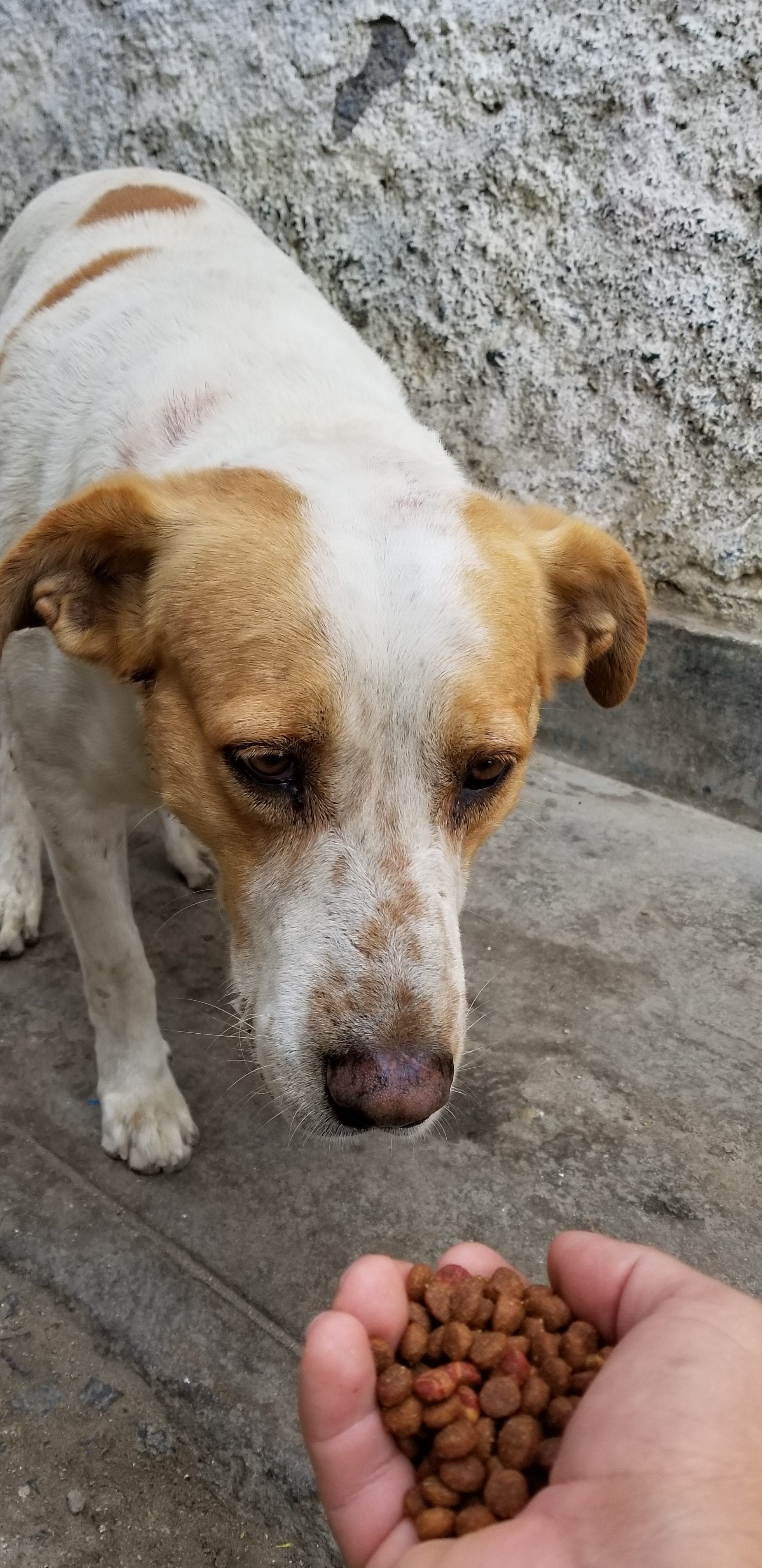 I am earning the trust of an abused homeless street dog. I lure him with food and water. than I walk away to give him space. After he eats he can approach me if he wants. I am earning the trust of an abused homeless street dog. I lure him with food and water. than I walk away to give him space. After he eats he can approach me if he wants.