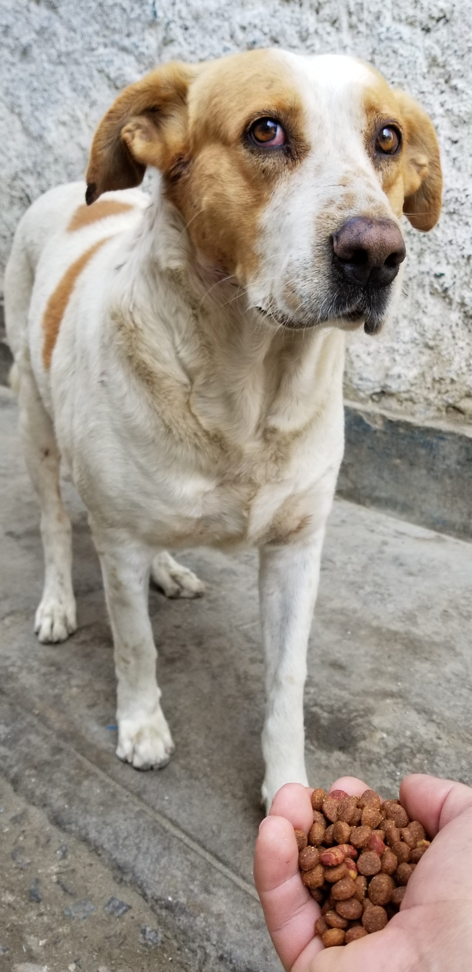 I am earning the trust of an abused homeless street dog. I lure him with food and water. than I walk away to give him space. After he eats he can approach me if he wants. I am earning the trust of an abused homeless street dog. I lure him with food and water. than I walk away to give him space. After he eats he can approach me if he wants.