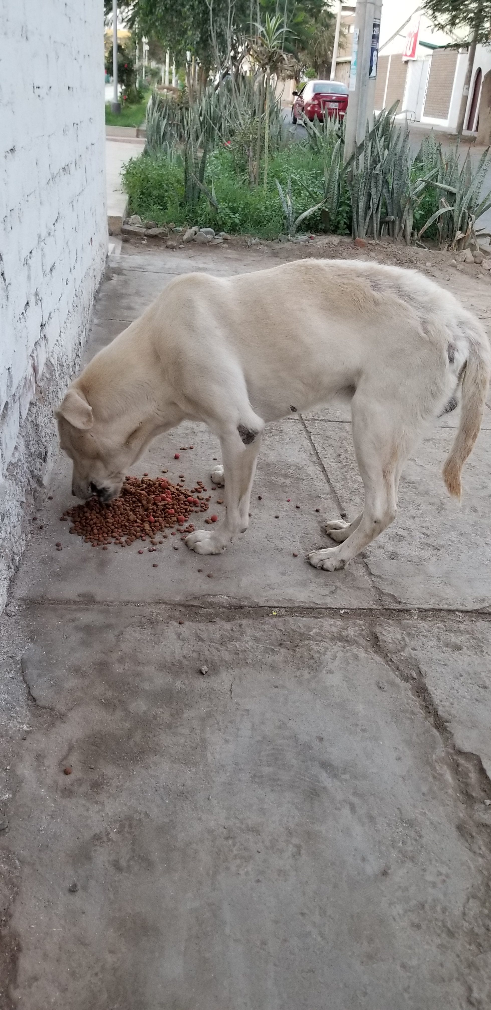 Hungry homeless street white lab mix gets a meal from Ray Hungry homeless street white lab mix gets a meal from Ray