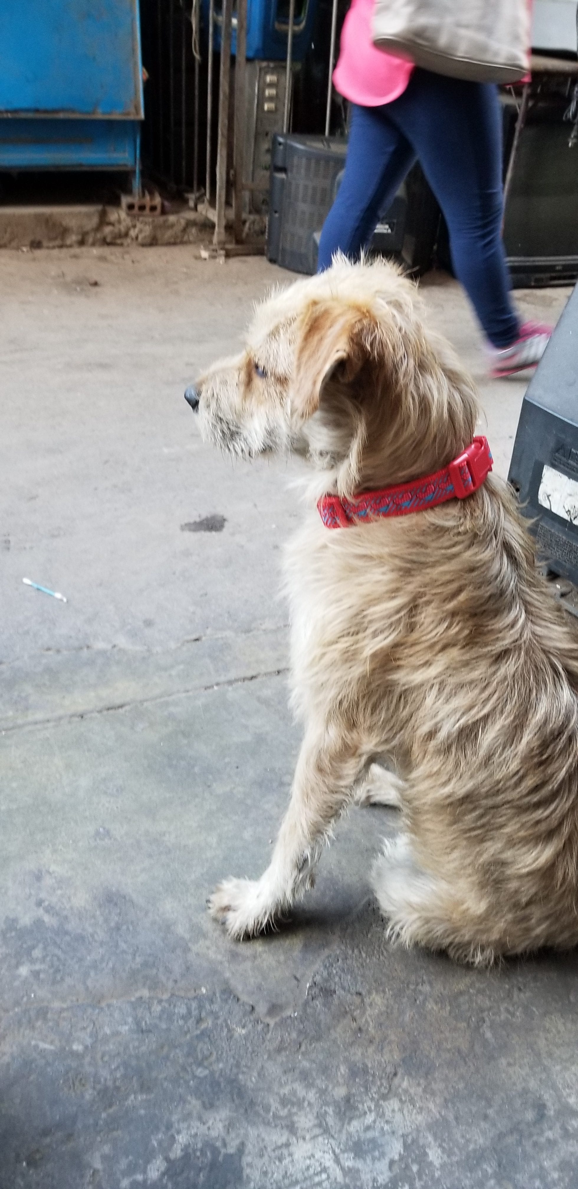 Cute homeless wired haired doodle. Is wearing a new fresh dog collar I bought him. He is proud and content from a nice meal and water. Cute homeless wired haired doodle. Is wearing a new fresh dog collar I bought him. He is proud and content from a nice meal and water.