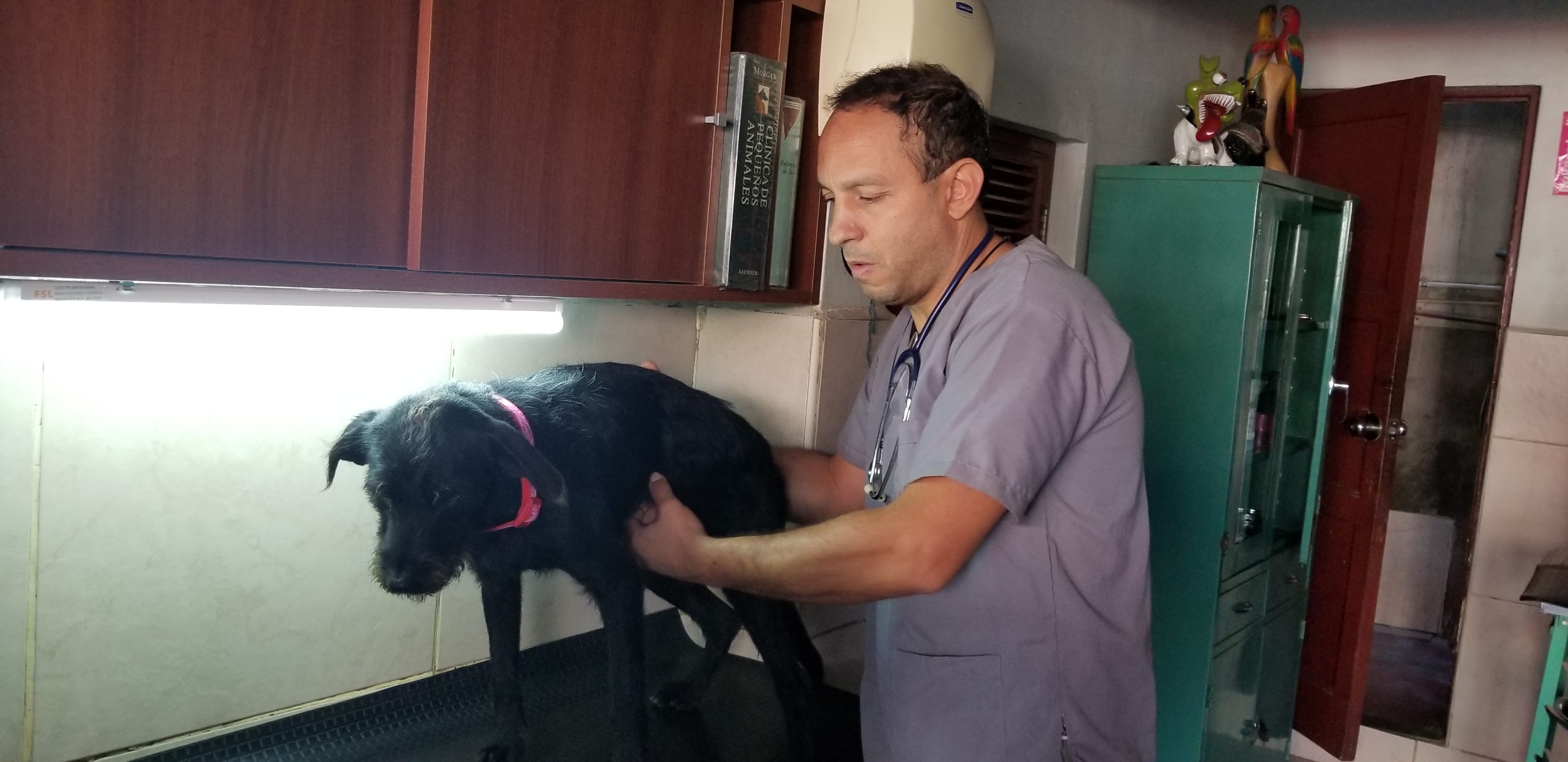 This man Dr Clavo is a hero and angel. He helps people with little to no means to take care of their pets. He vaccinated Benny the 1st day I met the dog. Dr Clavo took care of his medical needs and made sure he had all legal paper work in order so Benny could fly back home with me.