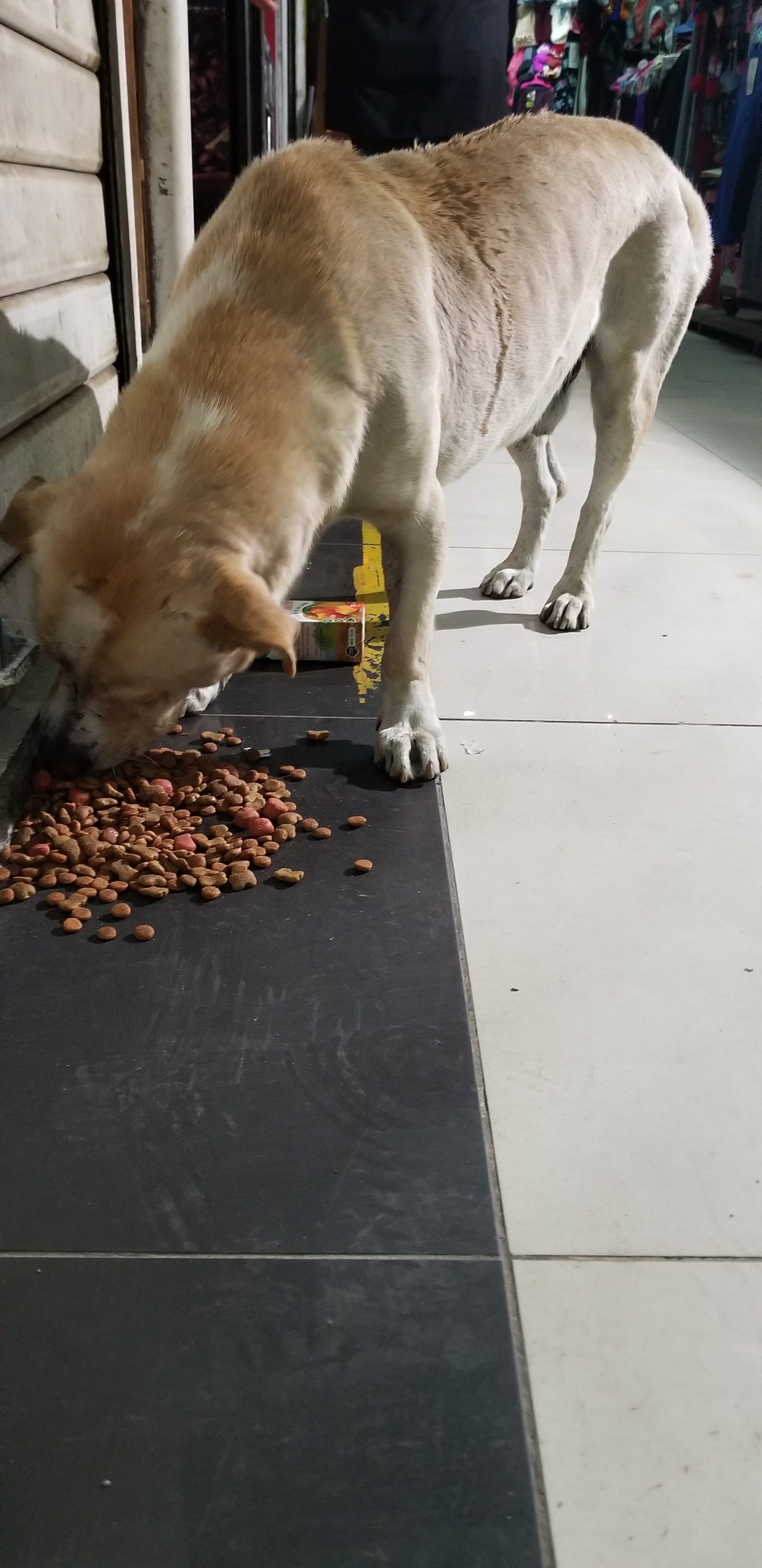 Under fed Almost pure lab homeless street dog enjoying a meal provided by Ray Under fed Almost pure lab homeless street dog enjoying a meal provided by Ray