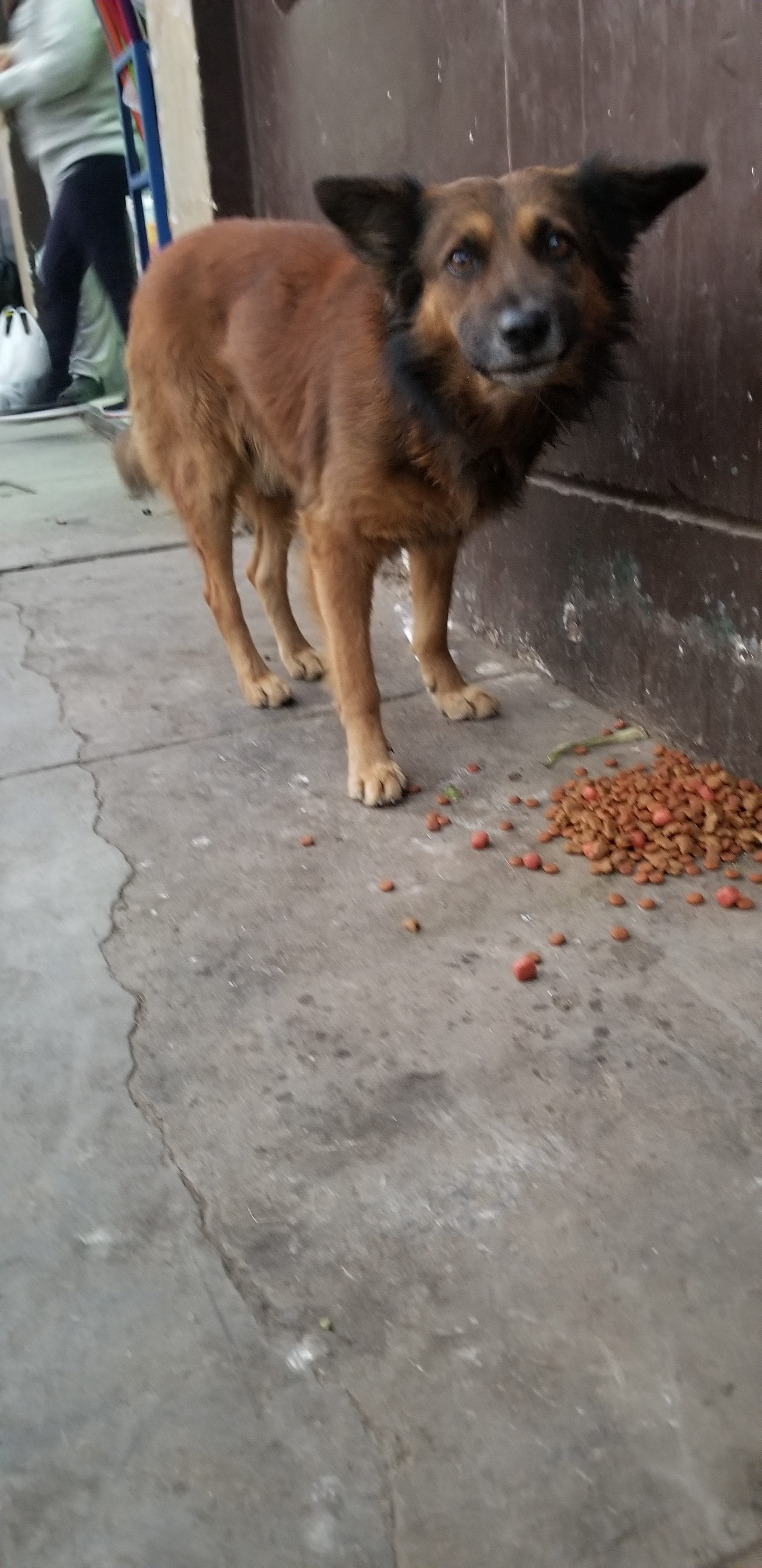 Boney homeless street dog Sheppard Mix enjoying a meal who was befriended by Ray Boney homeless street dog Sheppard Mix enjoying a meal who was befriended by Ray