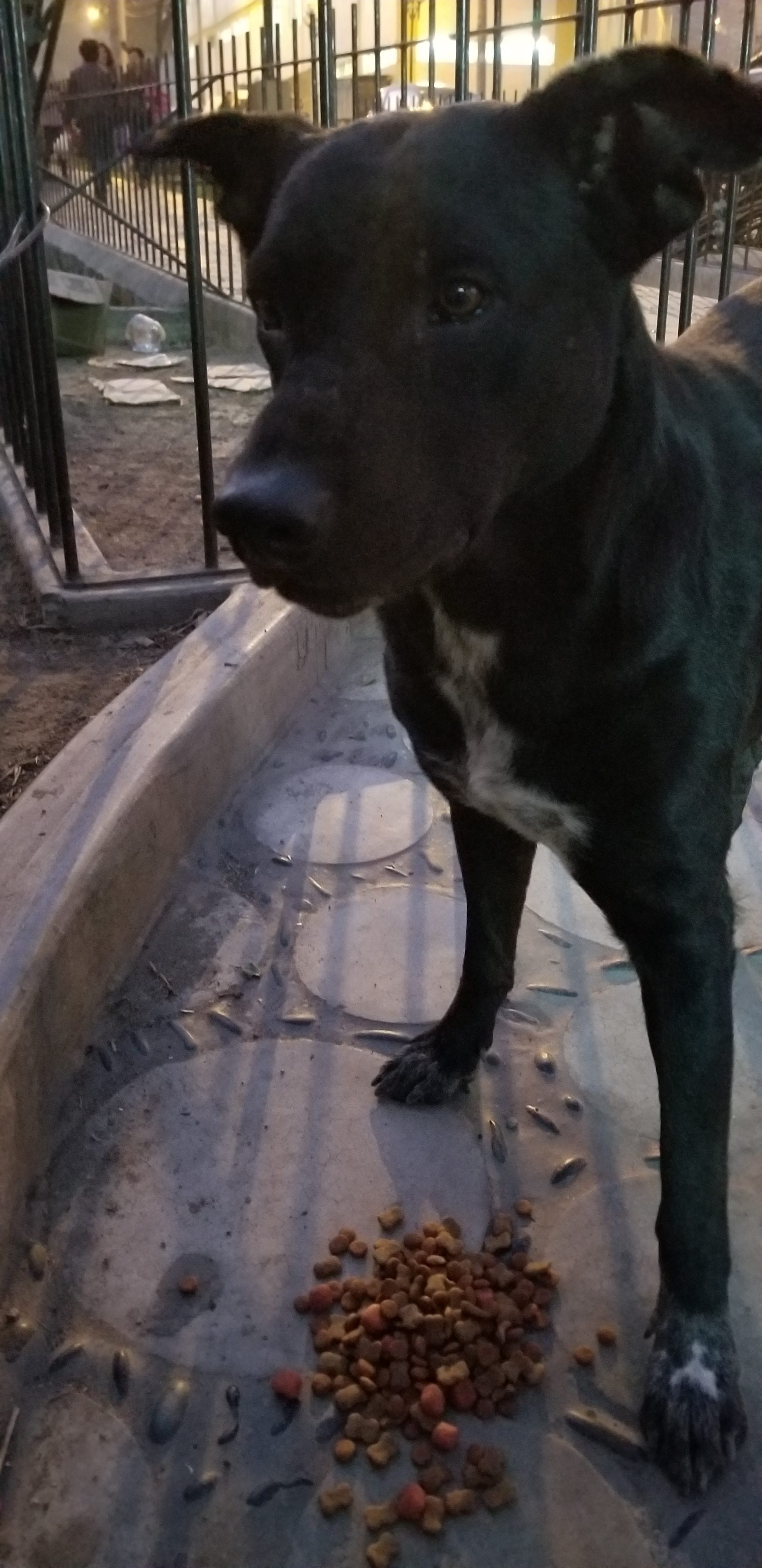 Homless Street dog Cute Pit Lab mix gets a meal from Ray Homless Street dog Cute Pit Lab mix gets a meal from Ray