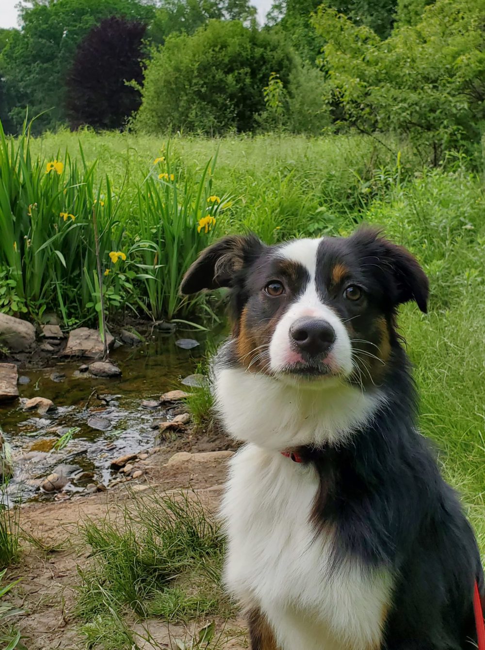 Aussie Sitting and Staying for picture ans instructed by K9 trek Dog trainer and Dog Hiker