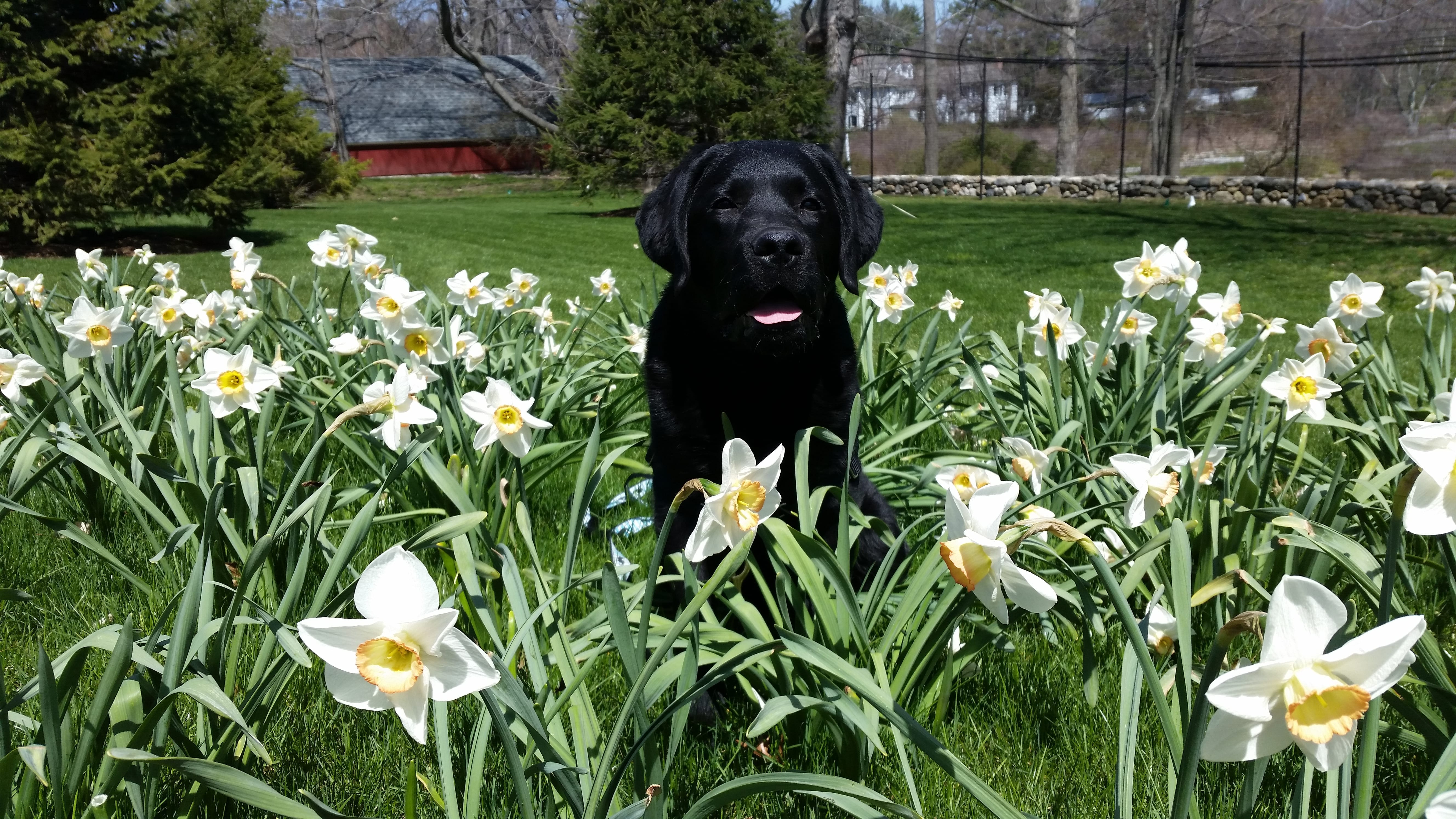 Pretty black lab puppy sits for dog trainer in a field of daffodils.