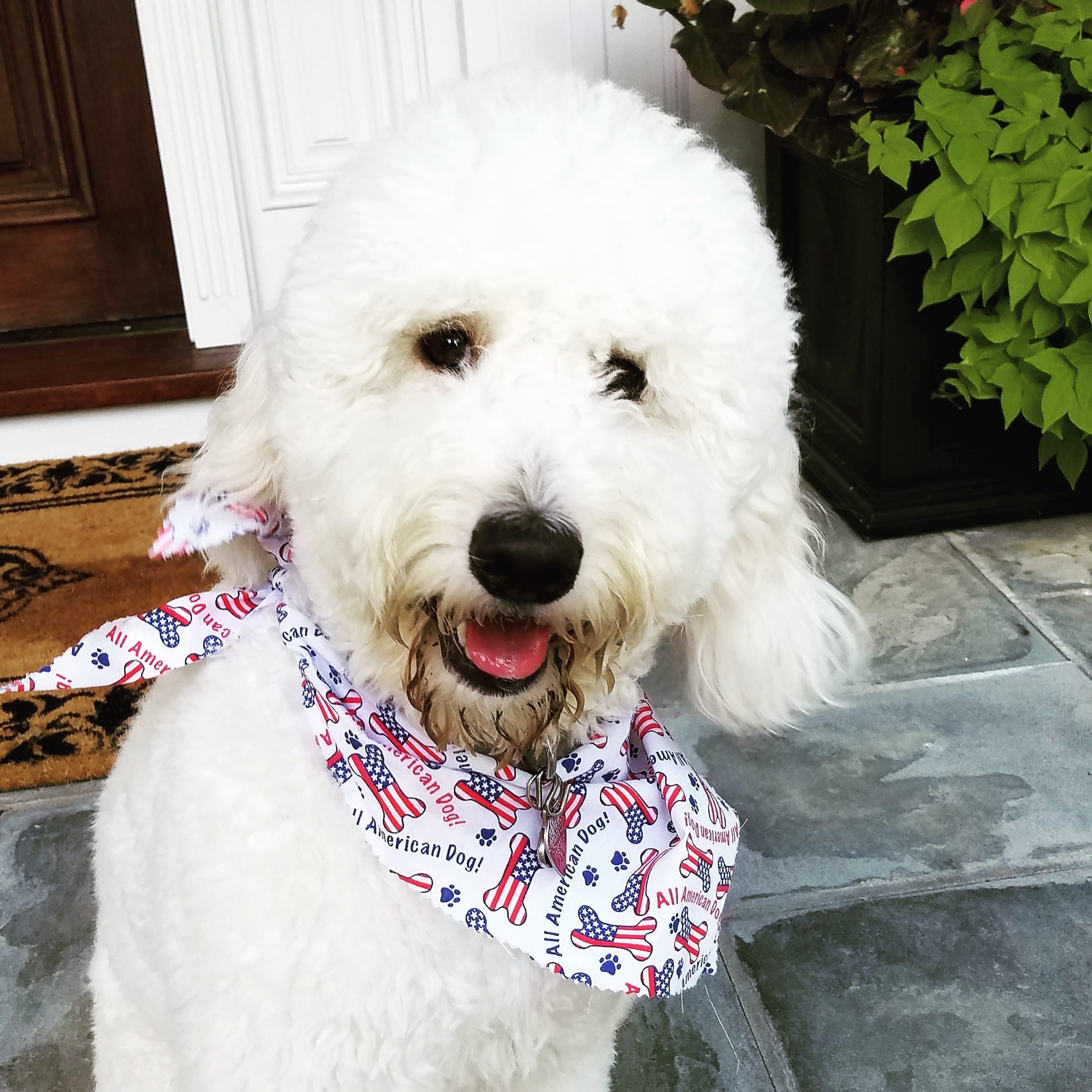 pretty white doodle sitting for dog hiking service provider