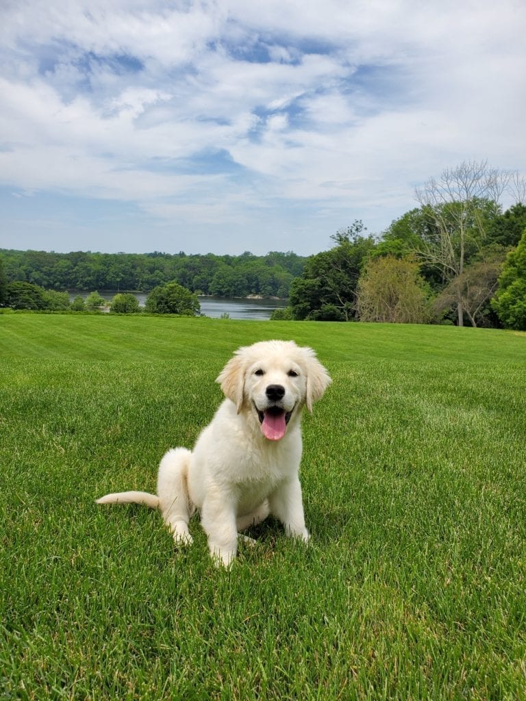 Puppy golden sitting and staying for K9 Trek dog trainer.