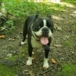 Yoda (Boston terrier) grinning with tongue out for dog hiker