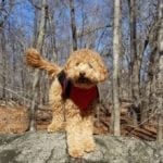 Comet on top off big rocket from dog hiking adventures